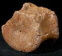 Edmontosaurus (Hadrosaur) Caudal Vertebrae - Montana #12685-2